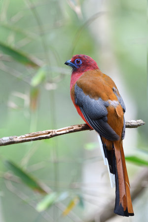 colorful red head brown wing and spot wings bird calmly perching on old stick, red-headed trogon maleの写真素材