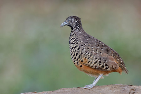 female bird looking for its mate while standing high on dirt top, barred buttonquail in clean backgroundの写真素材