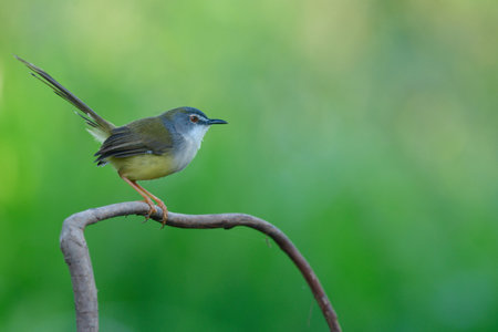 Prinia flaviventris, lovely yellow with grey face and long tail bird lovely standin gon wooden branch expose over green grassの写真素材