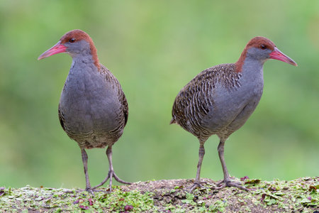 pair of beautiful grey chest birds perching on dirt weed under soft lighting, slaty-breasted railの写真素材