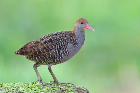 beautiful grey chest, pink beaks and brown head bird perching on green weed spot in soft mornig light, slaty-breasted railの写真素材