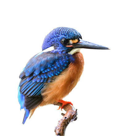 Blue-eared kingfisher (alcedo meningting) fascinated bird with sharp beaks isolated on white background with clipping pathの写真素材