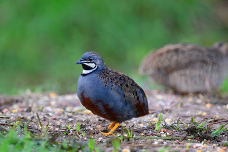lovely oval bird standing on grassy spot, beautiful male blue-breasted or chinese quail during morning foraging with female behindの写真素材