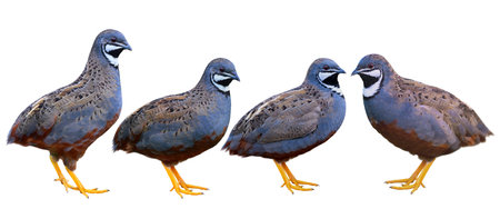 family of male blue-breasted, king or chinese quail in different stances isolated on white background, beautiful birds iconsの写真素材