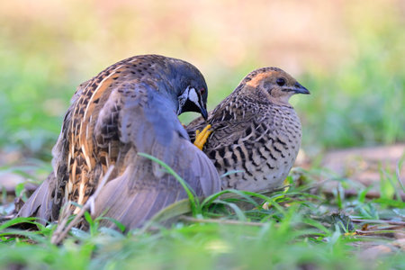 male and female of blue-breasted quail mating in action, exotic birds in mating, nature of wildlifeの写真素材