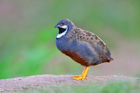 male blue-breasted or king quailの写真素材