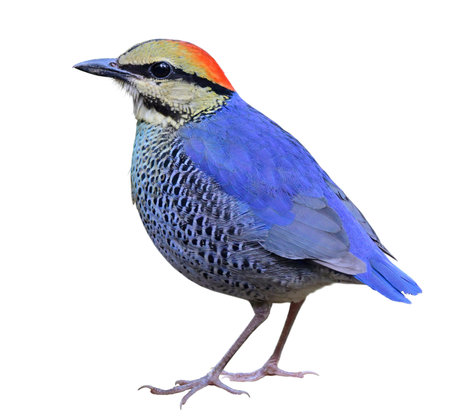 blue bird with sharp in details, male blue pitta isolated on white background, exotic animalの写真素材