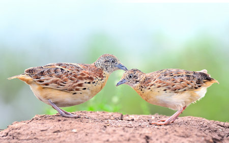 pair of small or common buttonquail, turnix sylvaticus with best shot of both male and female while...
