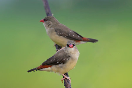 pair of female red avadavat, amandava, perching on burned stick over green rice plants in background, exotic birdsの写真素材