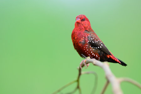most vivid and beautiful resident red bird of thailand perching on branch over green rice farm background, red avadavatの写真素材