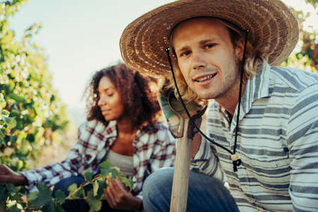 Male and female farmers working in vineyards harvesting crops at sunrise