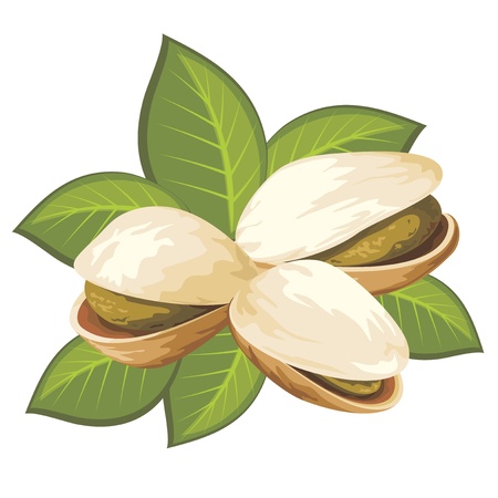 image of pistachio nuts with leavesのイラスト素材