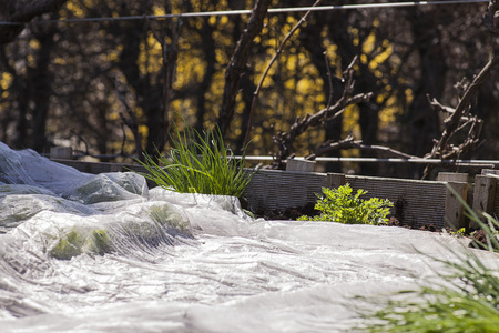 Vegetable patch with salad and herbsの写真素材