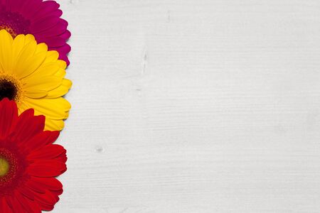 Three gerbera in different colors and free space for text or logoの写真素材