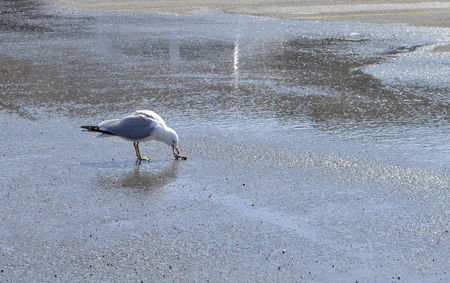 A hungry Pigeon eating rotten food left over from fast food restaurantの写真素材