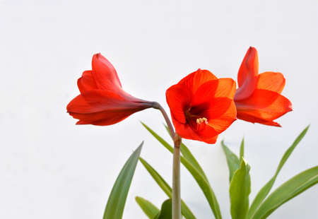 Lily blossoms isolated on white background, fully open.の写真素材