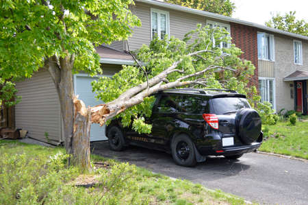 A large tree falls on a car smashing the windsheild and damaging the roof