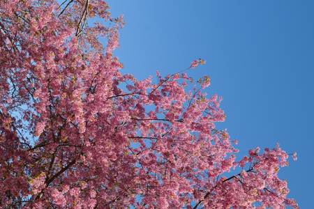 Sakura tree. Chiangmai Thailand wild himalayan cherry prunus cerasoides in Doi-Khun-Wang.の写真素材