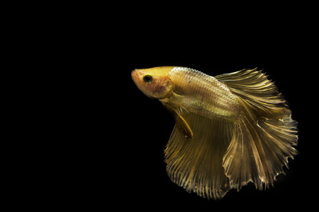 Siamese fighting fish.の写真素材