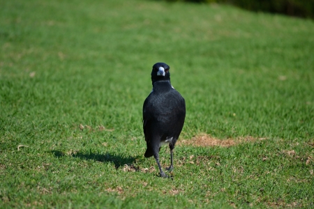 Front shot of an Australian Magpie walking on the green grassの写真素材