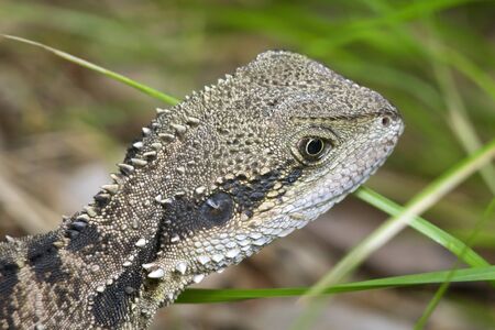 Australian wild lizard