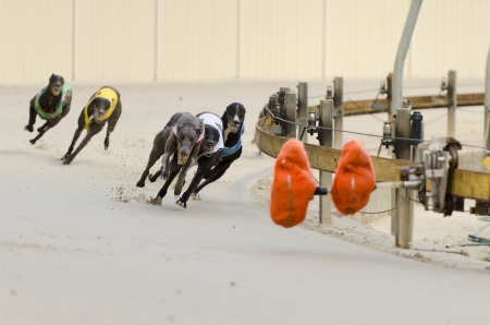 Racing greyhounds at Wentworth Park, Sydney, Australia.のeditorial素材