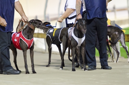 Greyhounds on the track just before the raceのeditorial素材