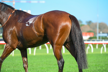 image of the horse butt on the trackの写真素材