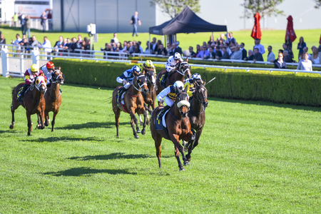 Group of horses charging for finish lineの写真素材