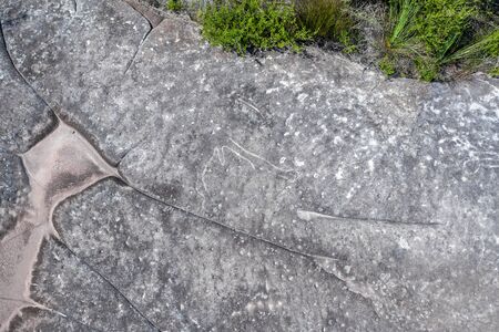 Aboriginal rock carving art in Ku-ring-gai Chase, Sydney, Australiaの写真素材