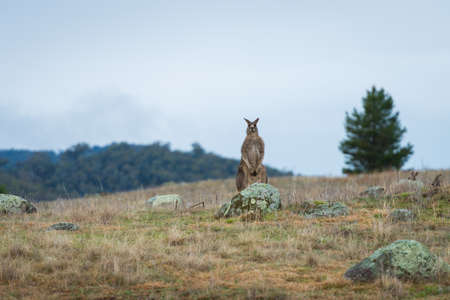 Kangaroos in open field during a cloudy wet day. Kosciuszko National Park, New South Wales, Australia.の写真素材