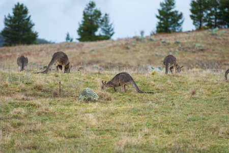 Kangaroos in open field during a cloudy wet day. Kosciuszko National Park, New South Wales, Australia.の写真素材