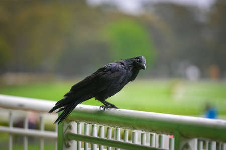 Black Australian crow sitting on a metal white fenceの写真素材