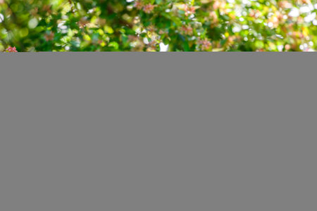 Noisy Miner (Manorina melanocephala) sitting on a plant in the New South Wales, Australiaの写真素材