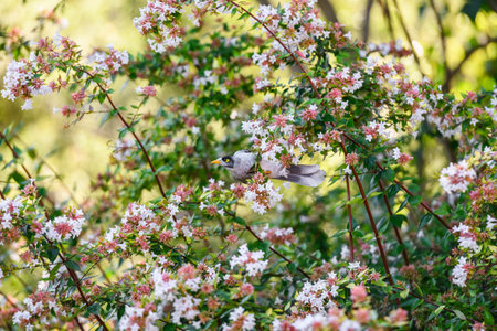 Noisy Miner (Manorina melanocephala) sitting on a plant in the New South Wales, Australiaの写真素材