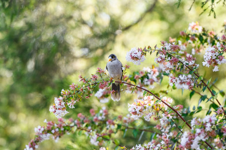 Noisy Miner (Manorina melanocephala) sitting on a plant in the New South Wales, Australiaの写真素材
