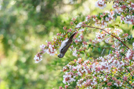 Noisy Miner (Manorina melanocephala) sitting on a plant in the New South Wales, Australiaの写真素材