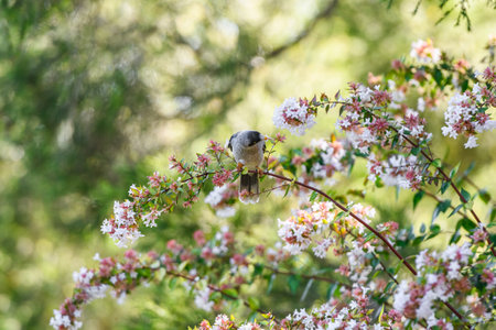 Noisy Miner (Manorina melanocephala) sitting on a plant in the New South Wales, Australiaの写真素材