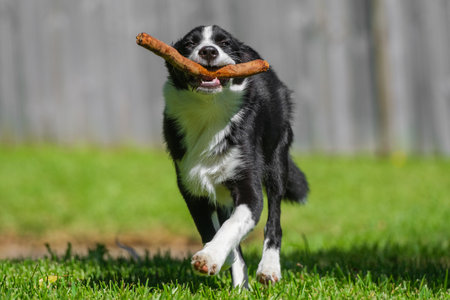 Black and white border collie puppy running on the grass in the park.の写真素材