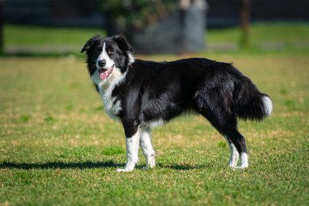 Portrait of a Border Collie in the dog park on the green grassの写真素材
