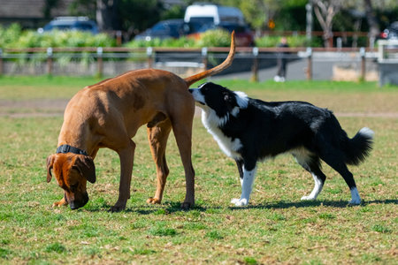 Group of dogs, different breeds, play in the park on a green grassの写真素材