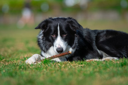 Portrait of a Border Collie in the dog park on the green grassの写真素材