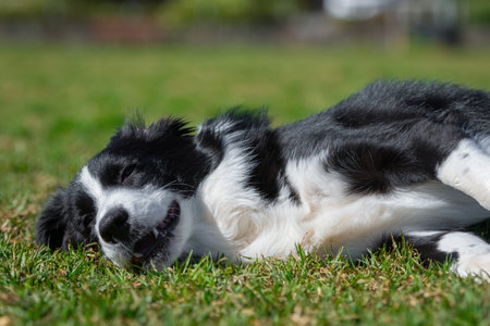 Portrait of a Border Collie in the dog park on the green grassの写真素材