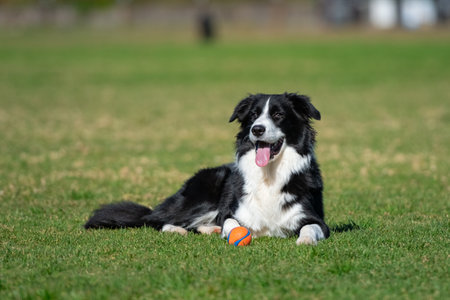 Portrait of a Border Collie in the dog park on the green grassの写真素材