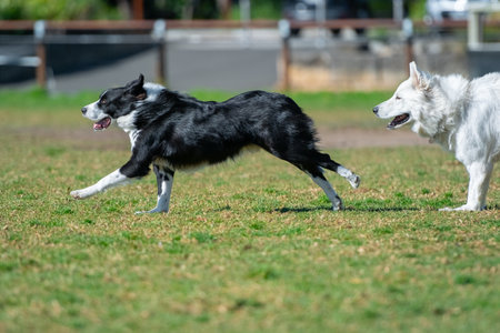 Group of dogs, different breeds, play in the park on a green grassの写真素材