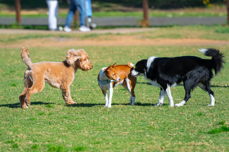 Group of dogs, different breeds, play in the park on a green grassの写真素材