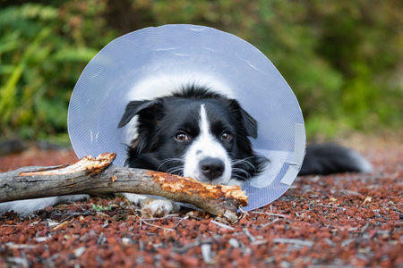 Border Collie puppy wearing a cone protective collar and chewing the stickの写真素材