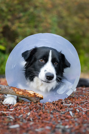 Border Collie puppy wearing a cone protective collar and chewing the stickの写真素材