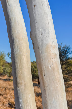Close up of a white gum trees in the Red Central desert around Alice Springs, Australiaの写真素材