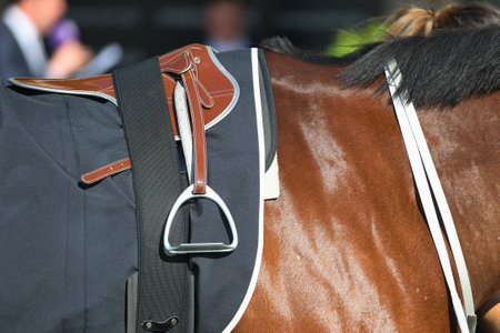 Close-up of a horseback under a brown leather racing saddleの写真素材